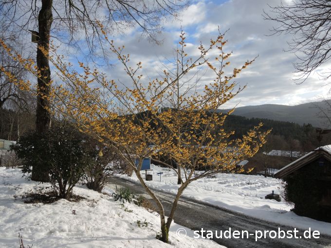 2. Februar
