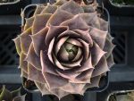 DSCN8405