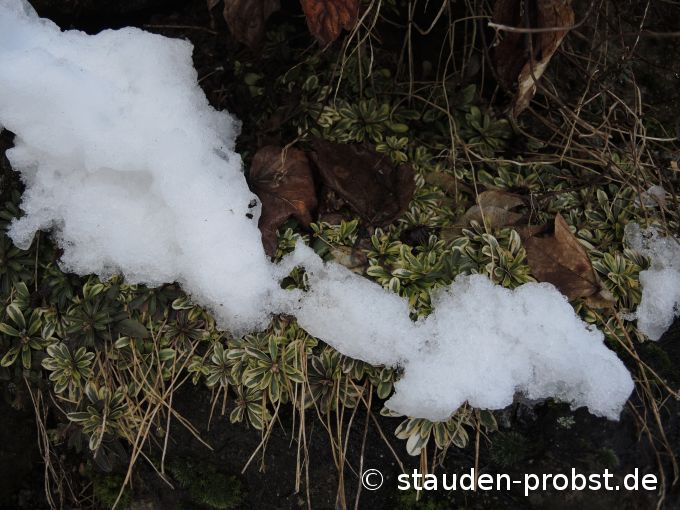 2. Februar