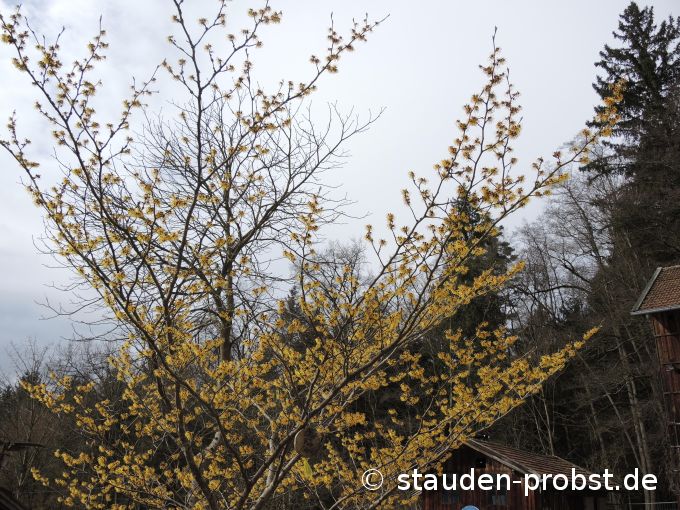 16. Februar