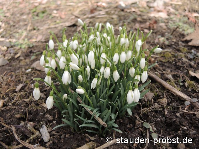 16. Februar