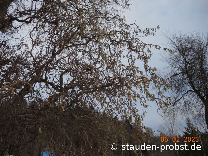 5. Februar