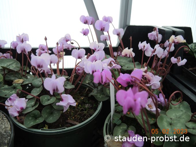 5. Februar