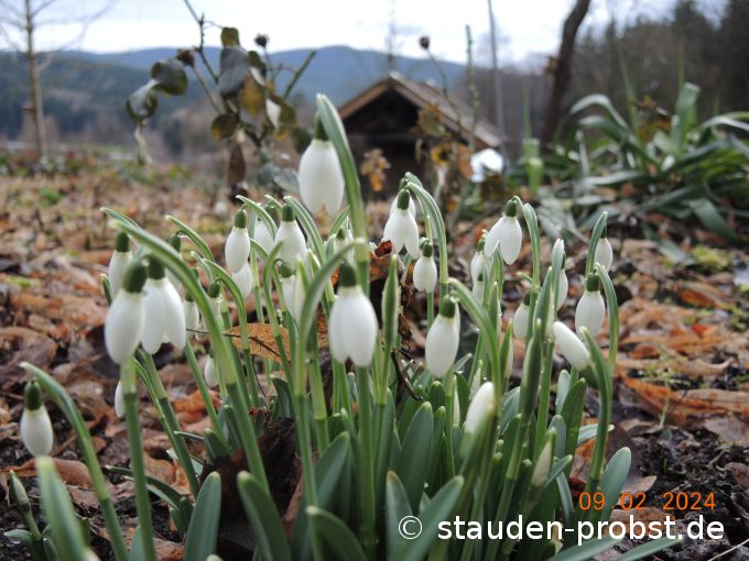 9. Februar