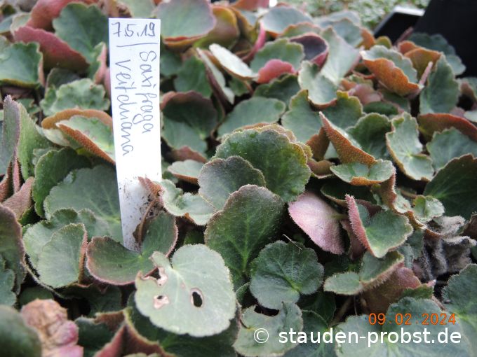 9. Februar