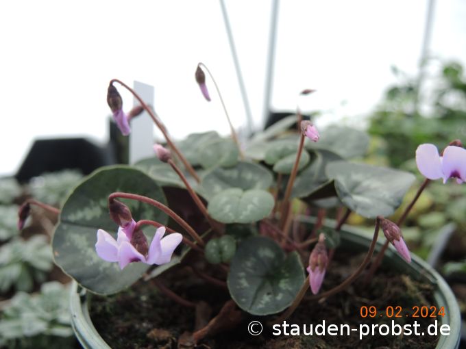9. Februar
