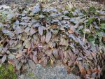 DSCN3661