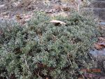 DSCN3664