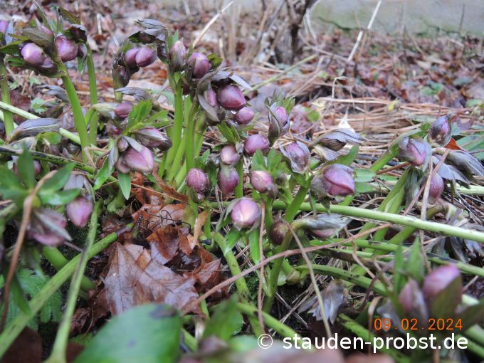 9. Februar