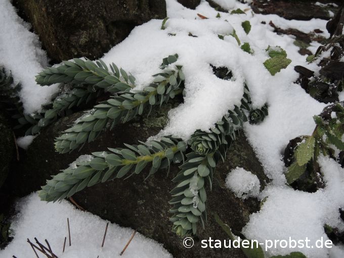 4. Januar
