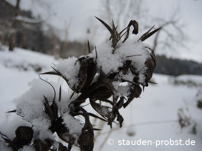4. Januar