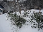 DSCN5885