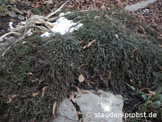 2. Januar