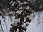 DSCN5946