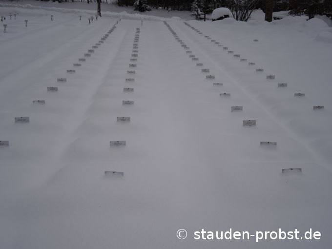 18. Januar
