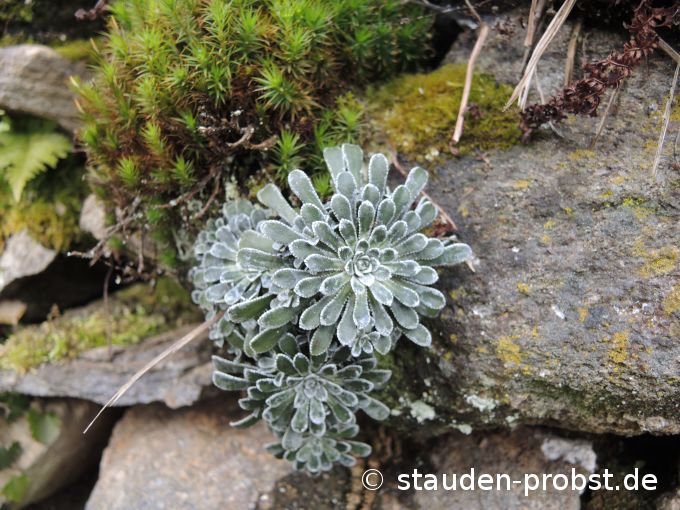 2. Januar