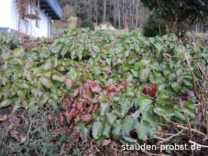 2. Januar