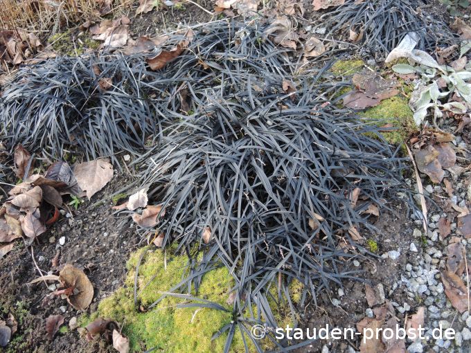 2. Januar