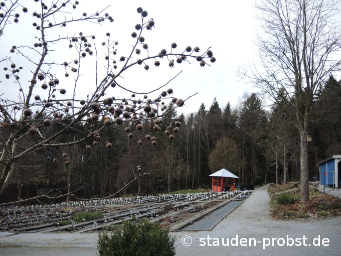 2. Januar