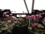 DSCN0906