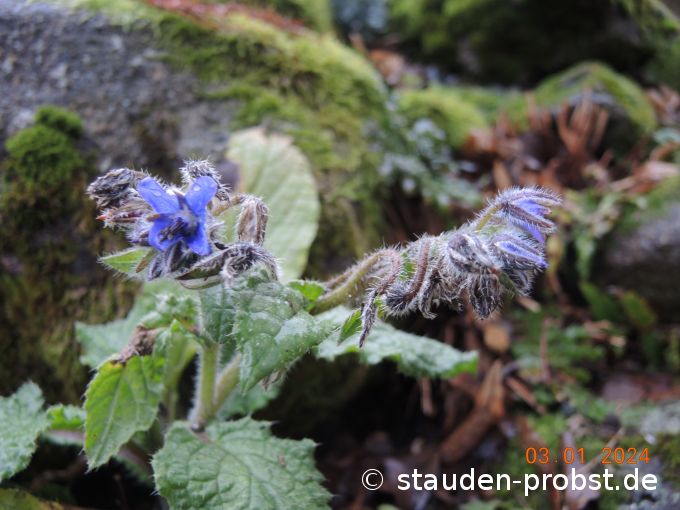 3. Januar