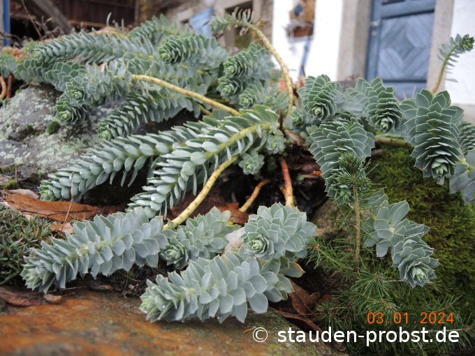 3. Januar