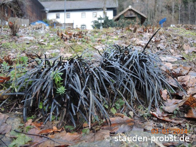 3. Januar