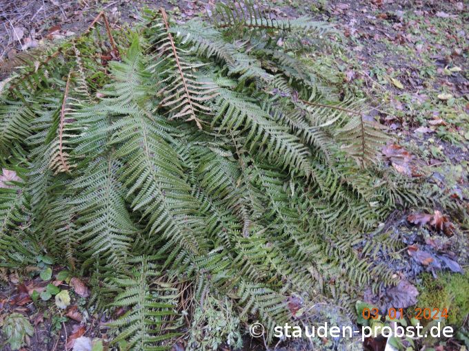 3. Januar