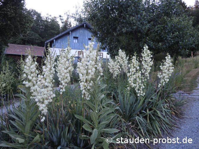 4. Juli