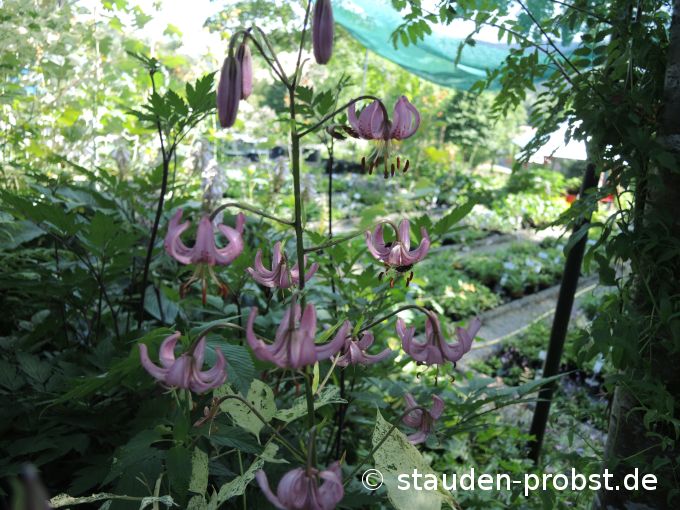18. Juli