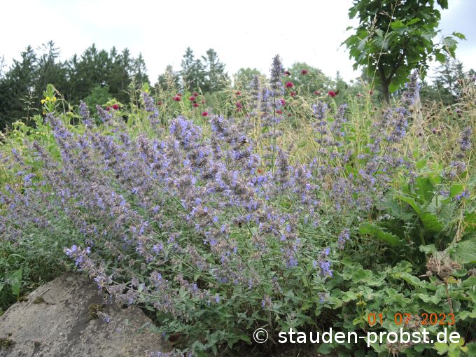 1. Juli