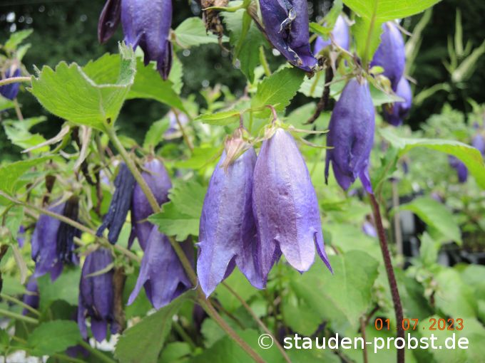 1. Juli