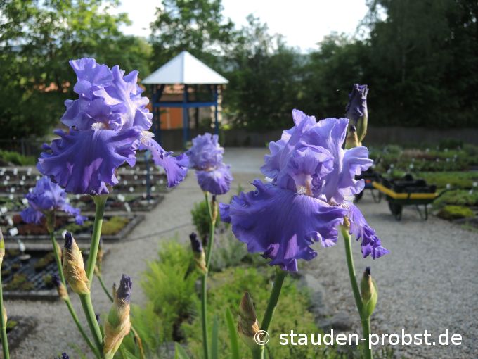 1. Juni