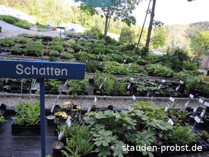 1. Juni