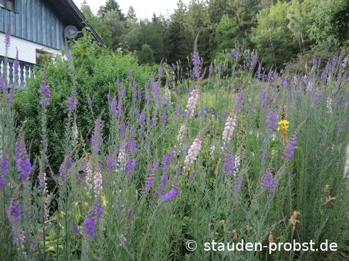15. Juni