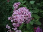 DSCN7503