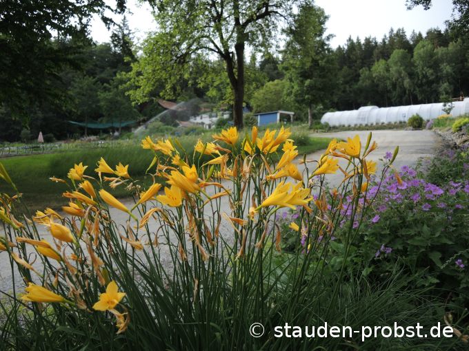 15. Juni