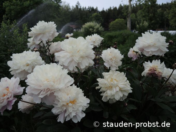 15. Juni