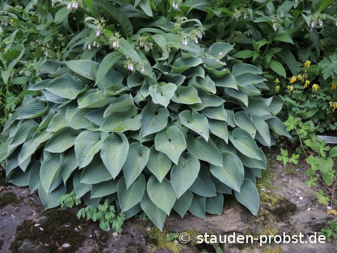 15. Juni