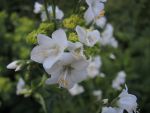 DSCN3852
