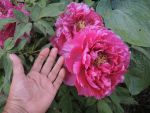 DSCN6842