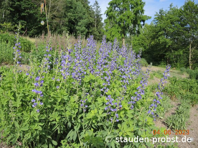 4. Juni --- Baptisia australis