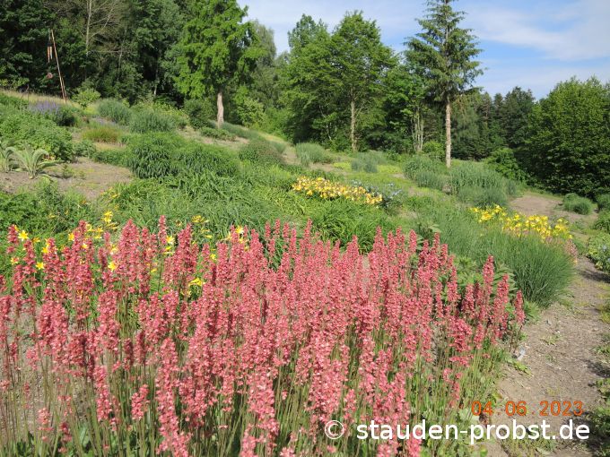 4. Juni --- Heuchera 'Tante Resl'