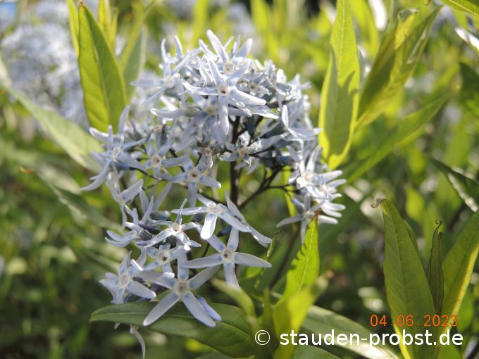 4. Juni --- Amsonia 'Plasma'