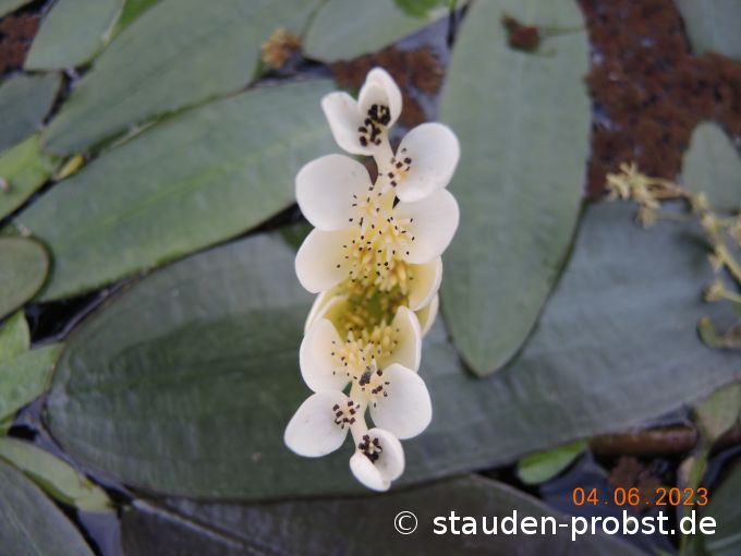 4. Juni --- Aponogeton distachios
