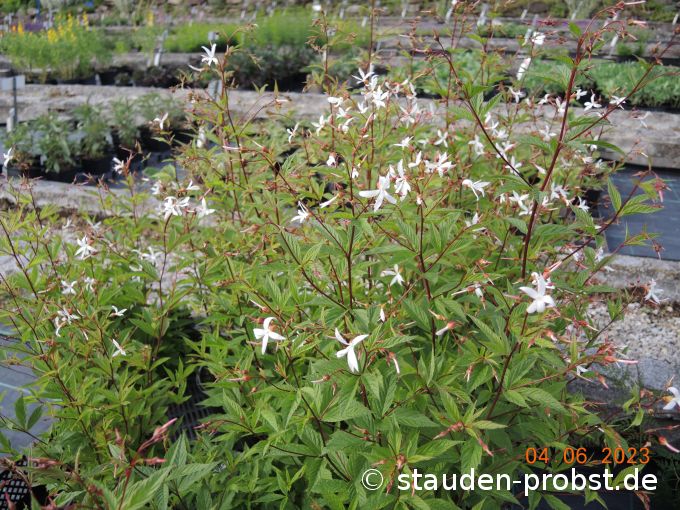 4. Juni --- Gillenia trifoliata