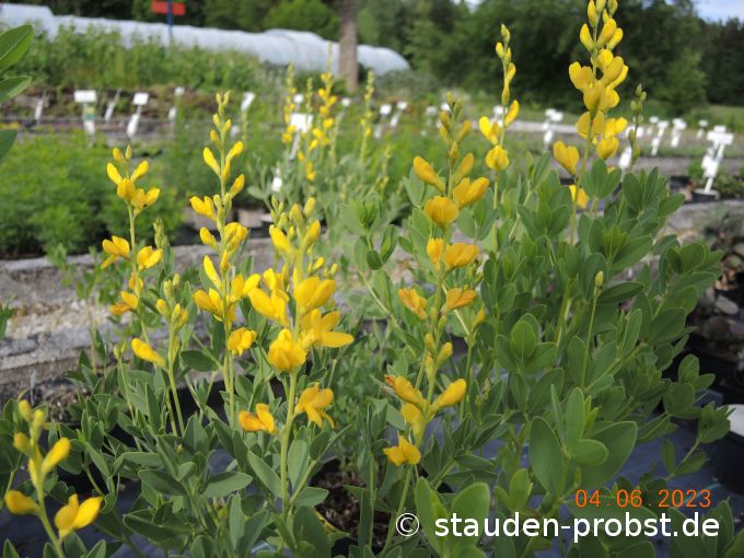 4. Juni --- Baptisia sphaerocarpa