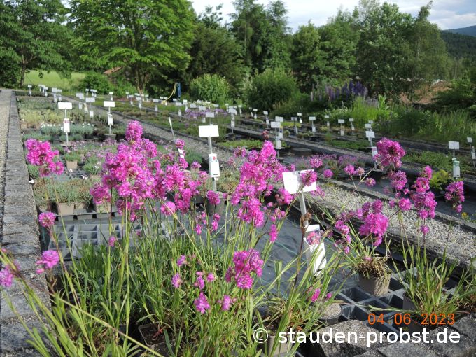 4. Juni --- Lychnis viscaria 'Plena'