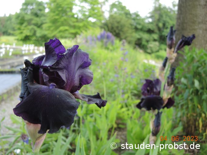 4. Juni --- Iris 'Superstition'