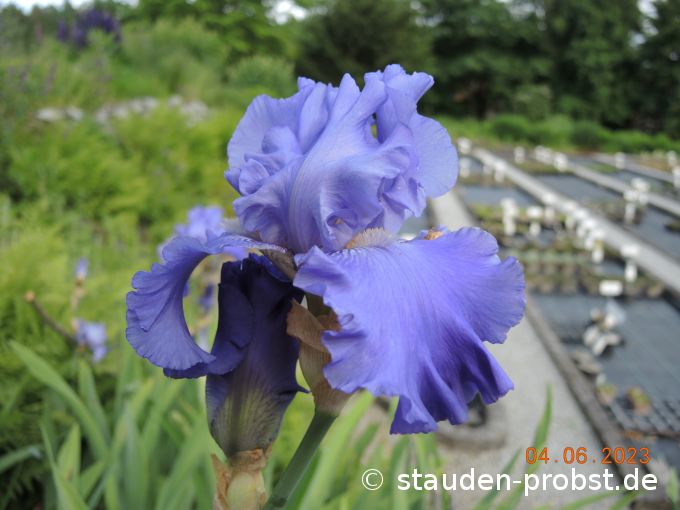 4. Juni --- Iris 'Blenheim Royal'